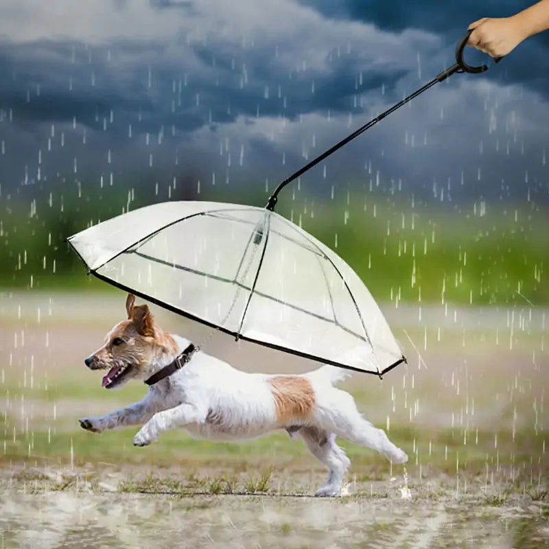 Guarda Chuva para Cachorro