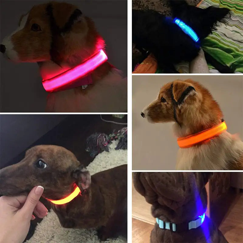 Coleira de LED